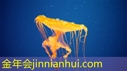 金年会jinnianhui.com：原画游戏宠物大全